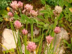 2013-08-18_Regina-F-Rau_Schachen_Blumen  (178).JPG
